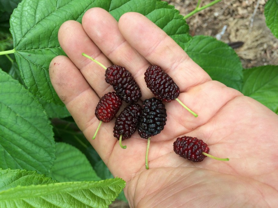 Шелковица крупнолистная