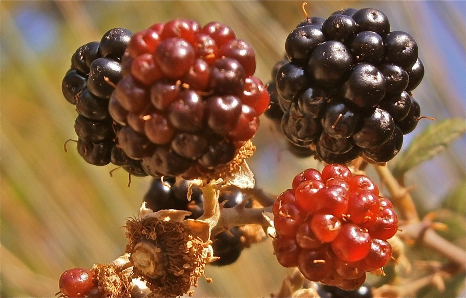 Ежевика Рубус fruticosus