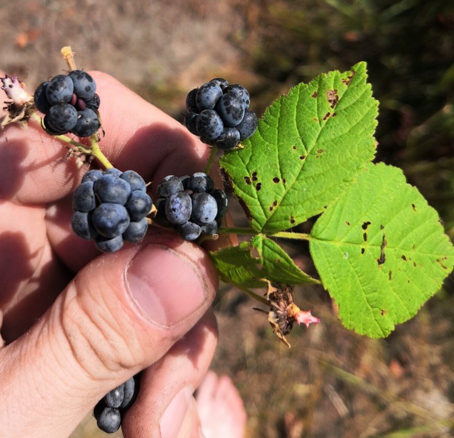 Ежевика Садовая Карака Блэк