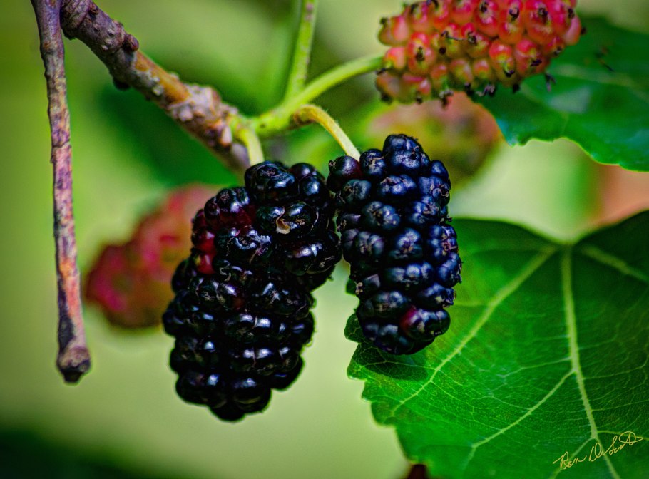 Шелковица черная Нигра