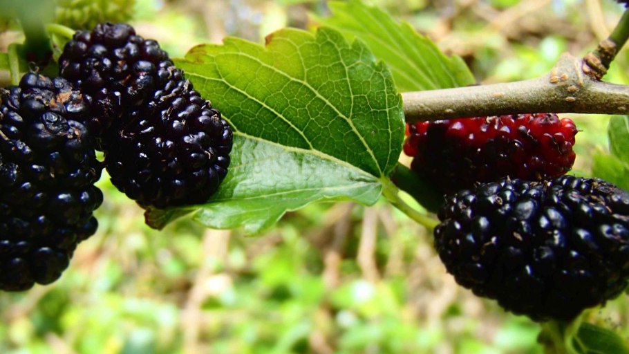 Ежемалина блэкберри