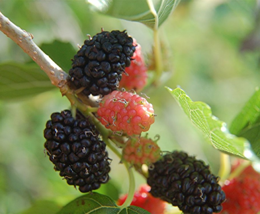 Тутовник шелковица