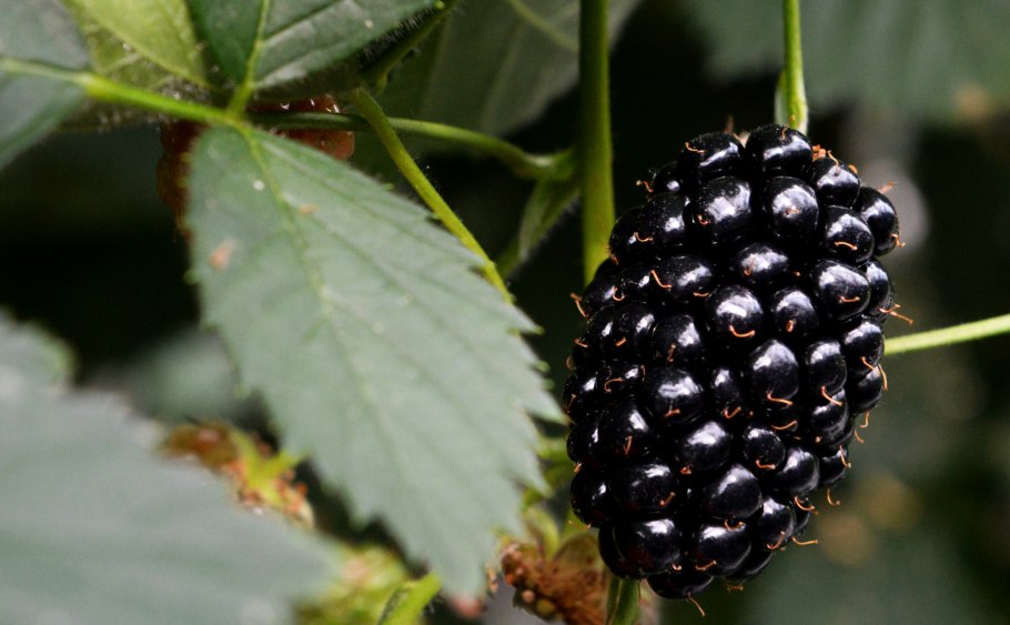 Ежемалина шелковица