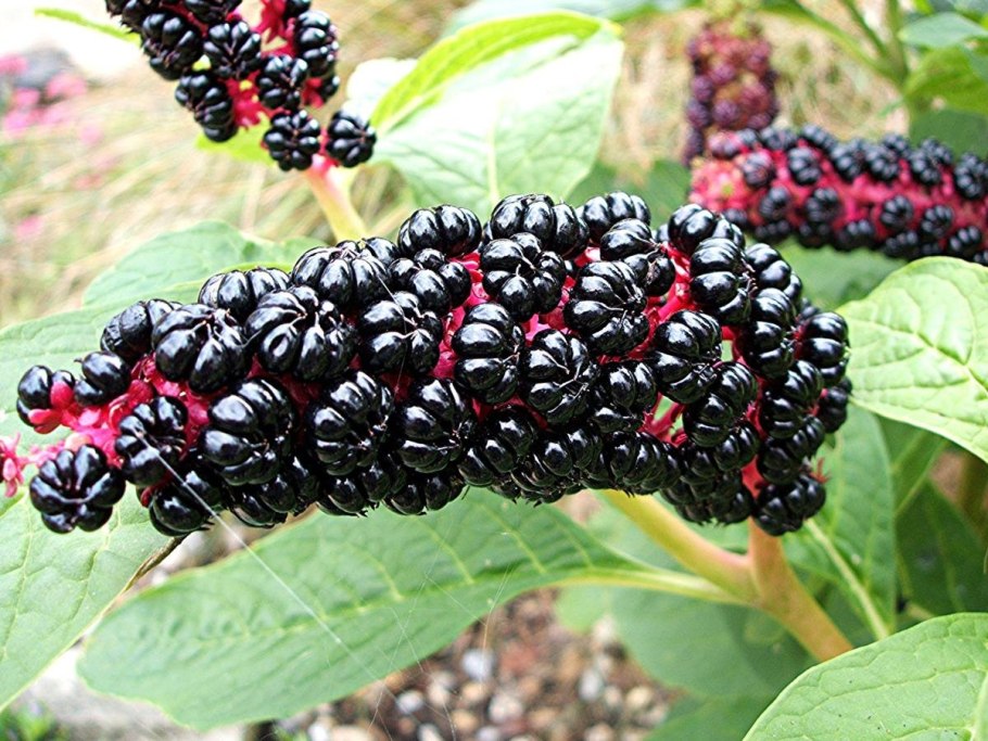 Шелковица Хартут