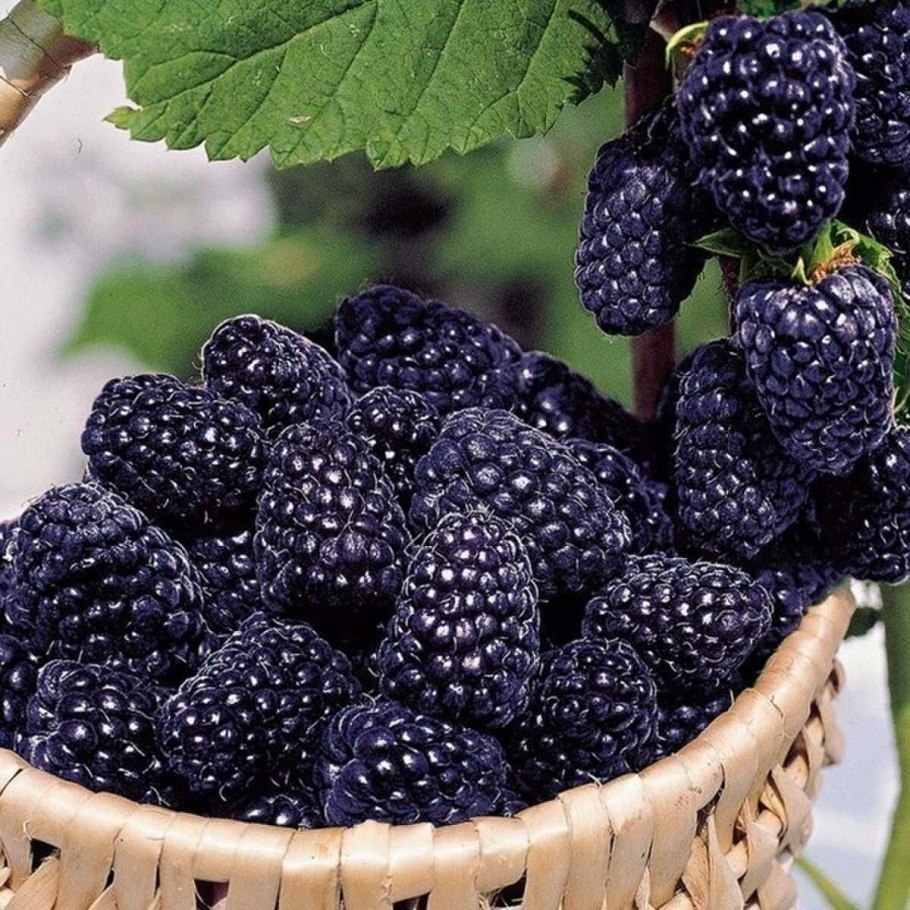 Тутовник ягода