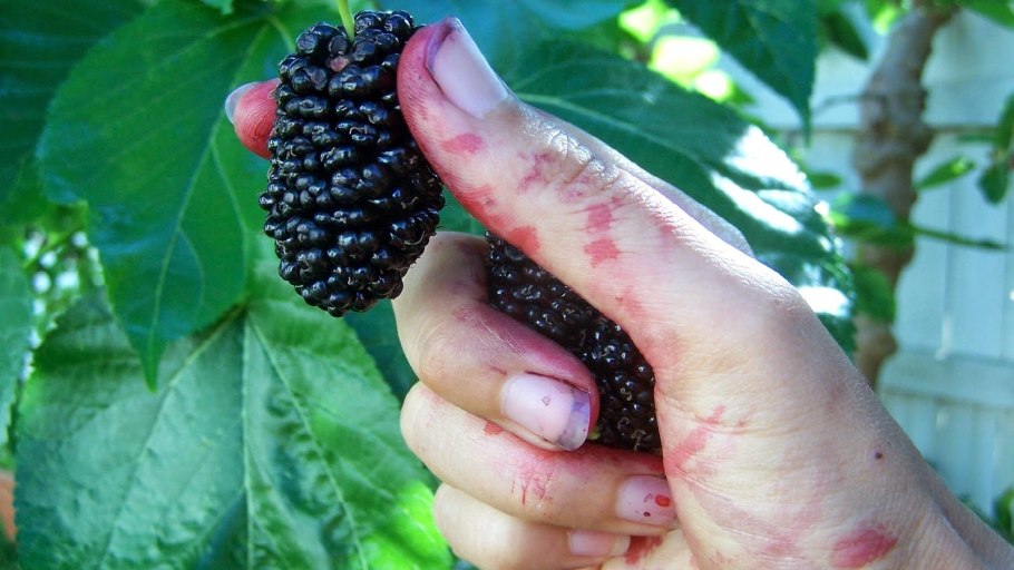 Ежемалина черная Кумберленд