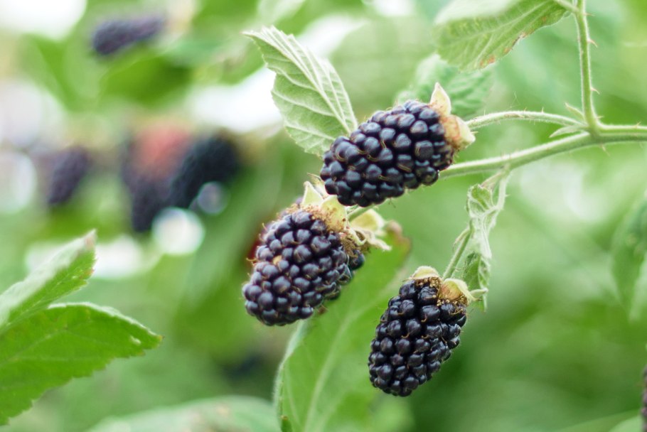 Сорт ежевики Карака Блэк