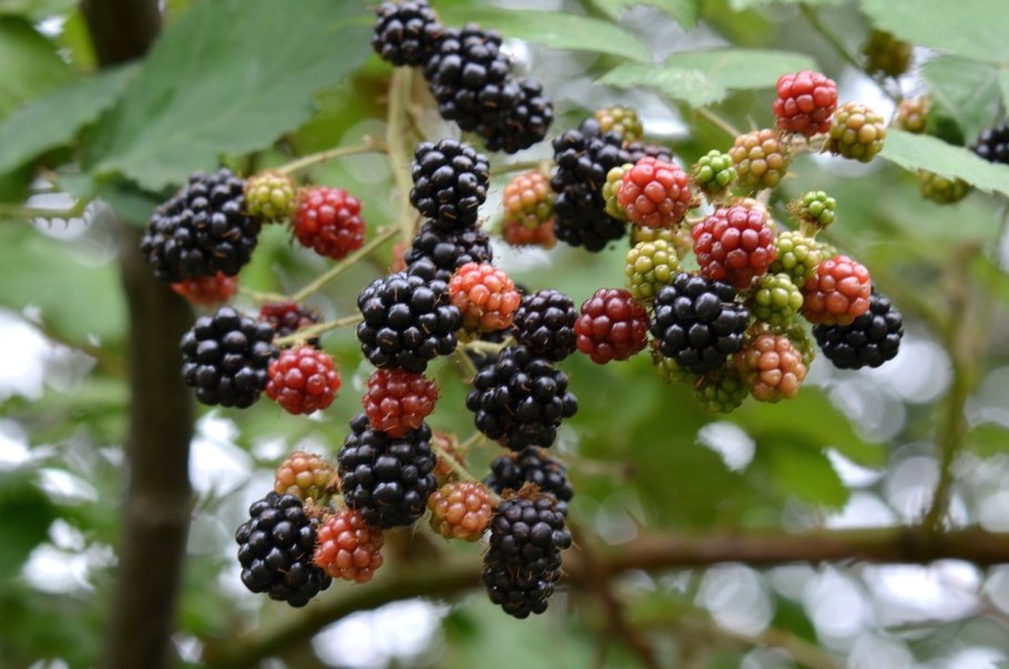 Ежевика куст или дерево