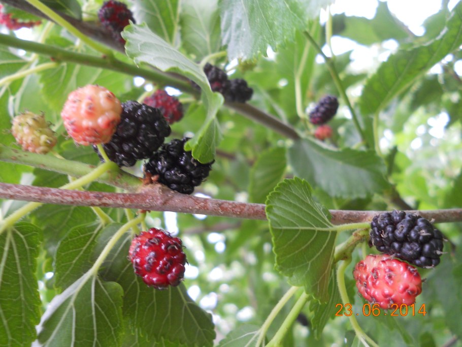 Ежевика Карака Блэк