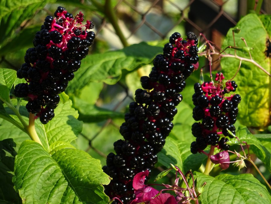 Ежевика Карака Блэк