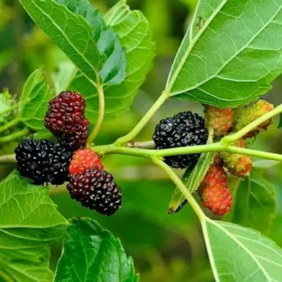 Вязкая ягода гибрид