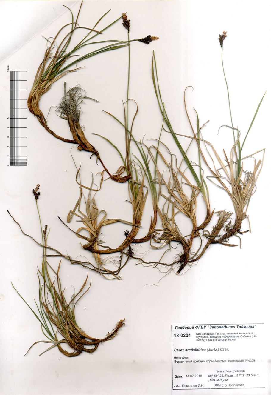 Осока безжилковая