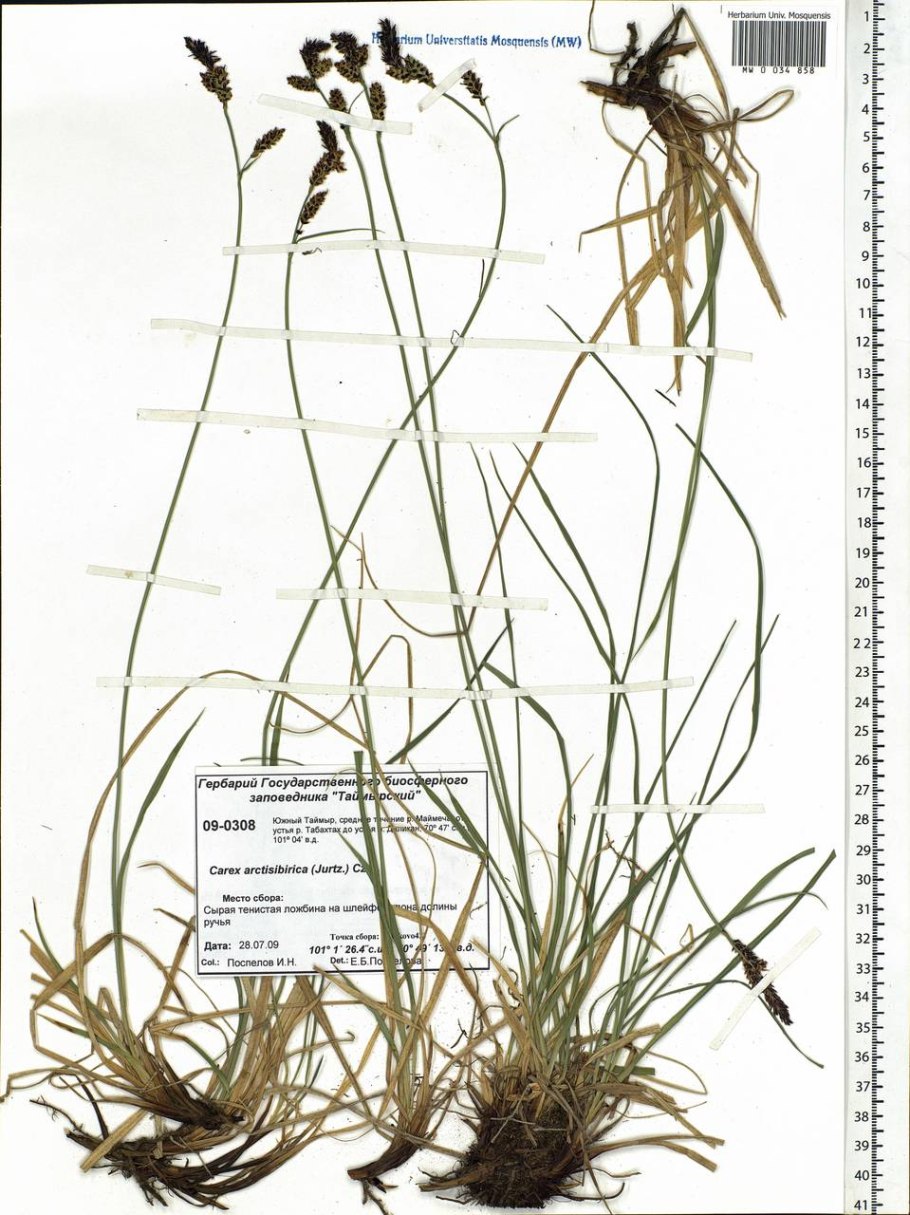 Осока арктосибирская Таймыр