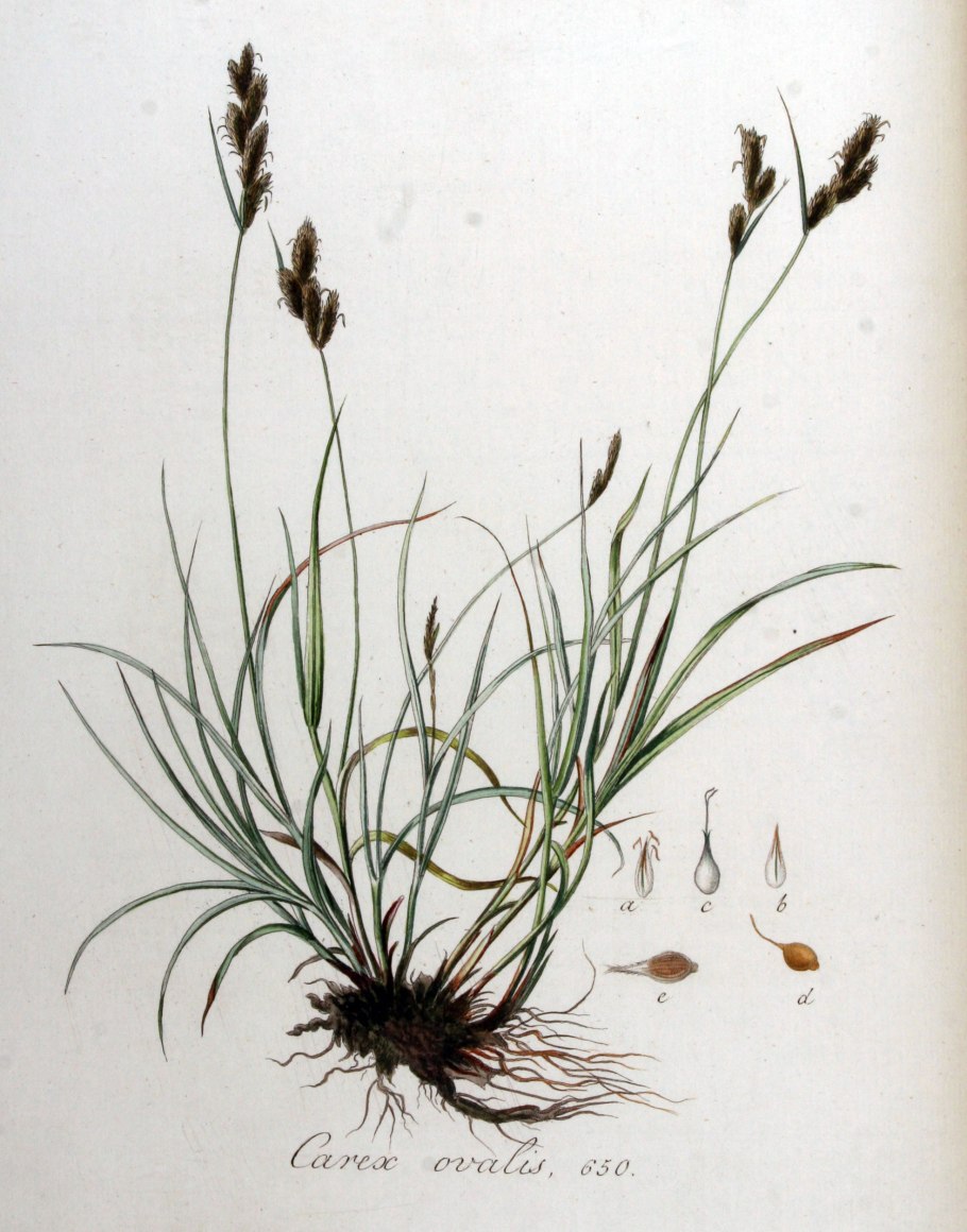 Осока растянутая (Carex Extensa на болоте