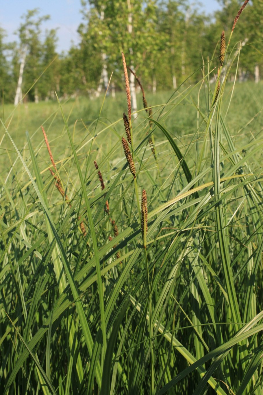 Осока ржаволистная