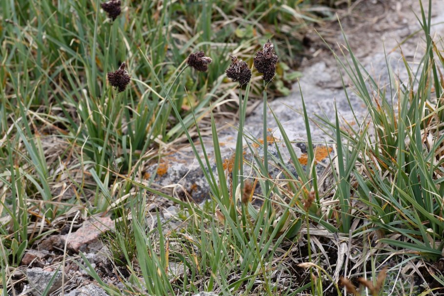 Carex berggenii