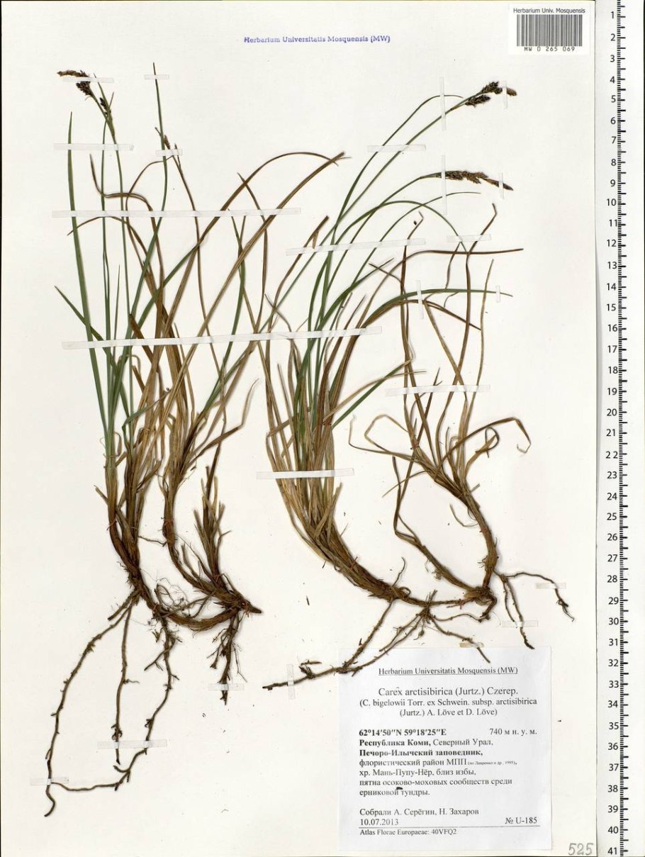 Осока арктосибирская Таймыр