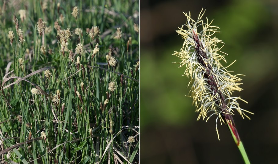 Осока гладконосая
