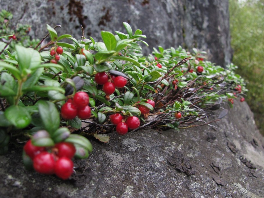 Шикша брусника