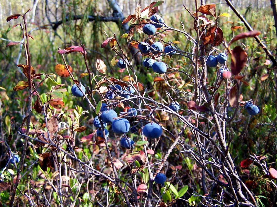 Голубика Вишерский заповедник