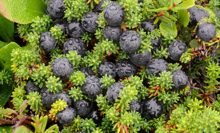 Голубика Лесная