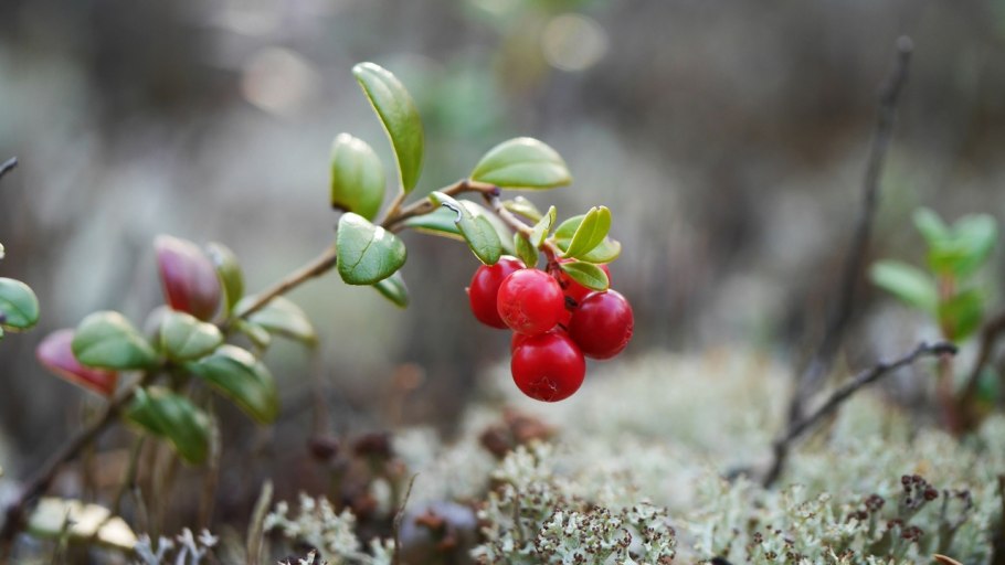 Лесные ягоды Кольского полуострова