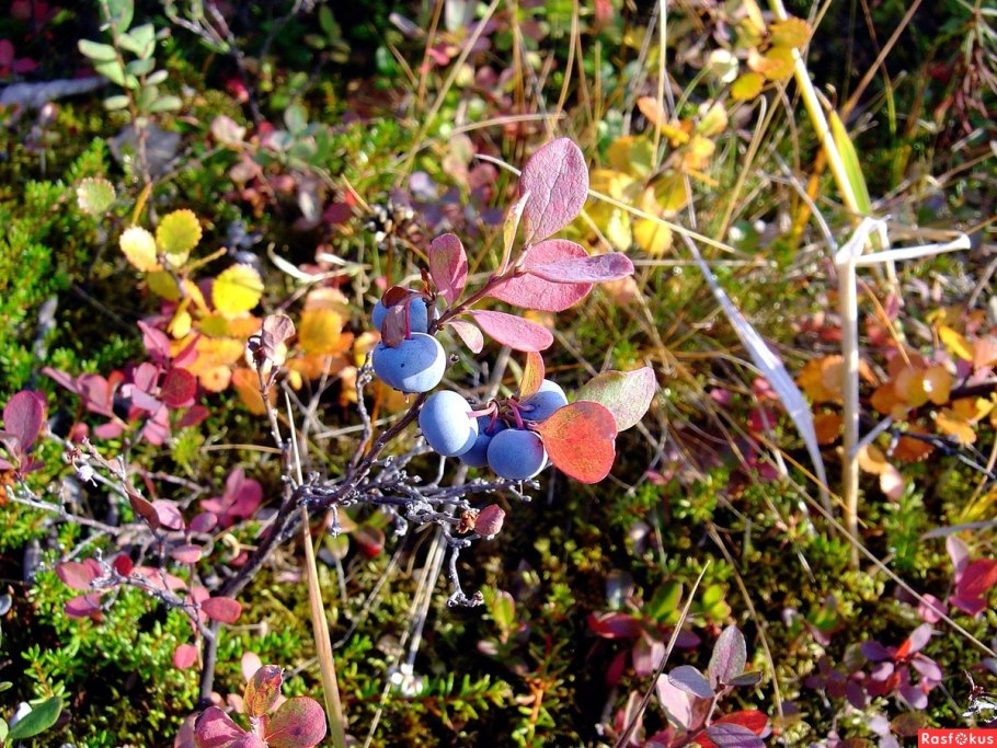 Шикша водяника Сибирская