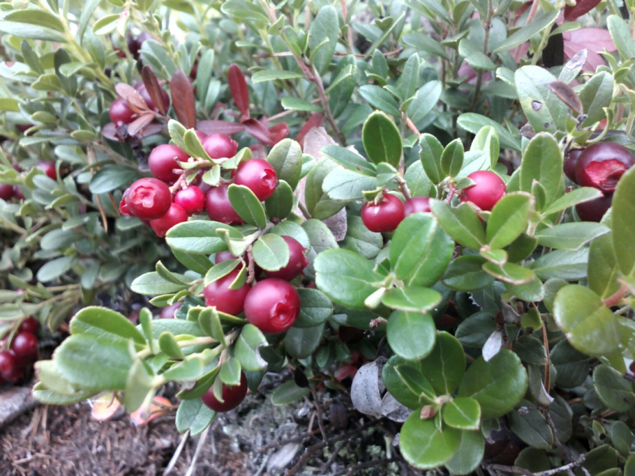 Ямал ягель ягоды