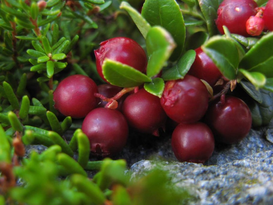 Голубика Таежная красавица