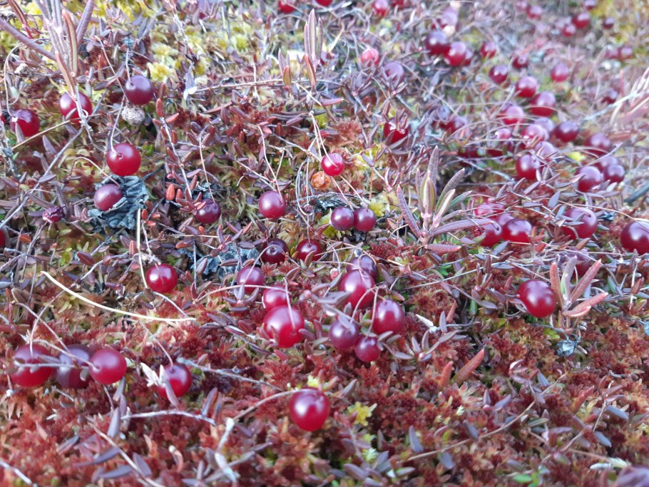 Брусника в тайге