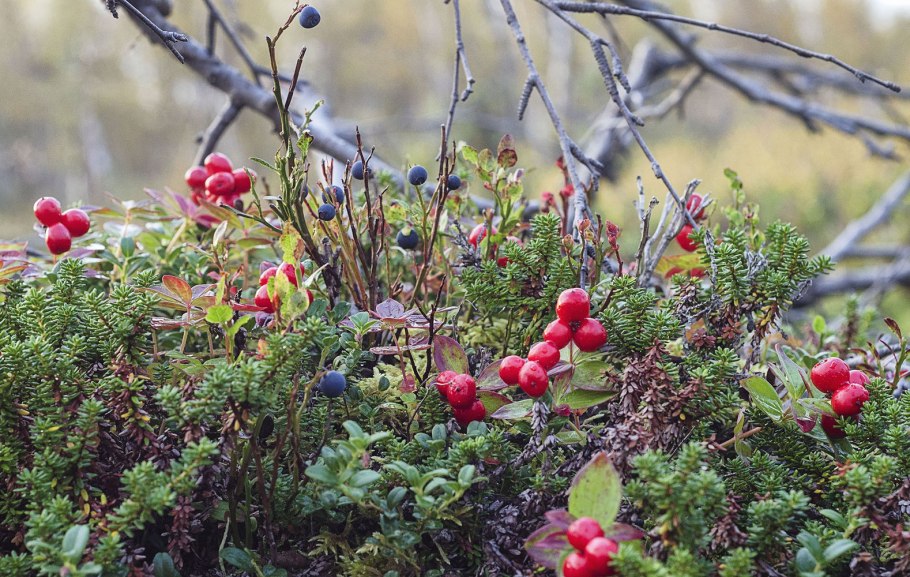 Водяника чёрная Карельский перешеек