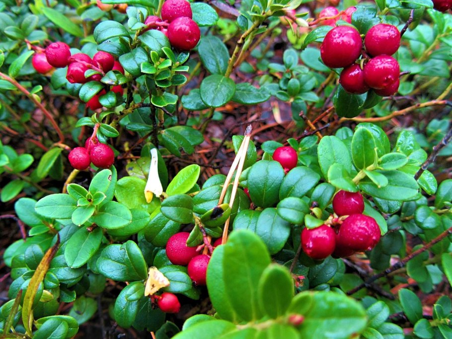 Голубика в тундре