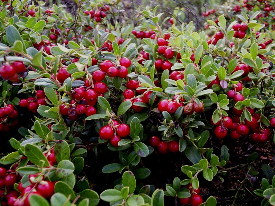 Куст брусники