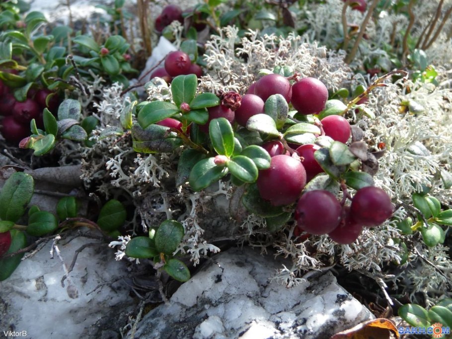 Лесная ягода гонобобель