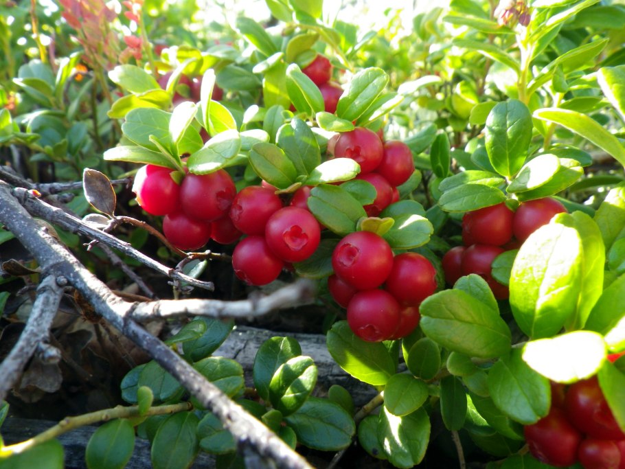 Голубика Атлантик