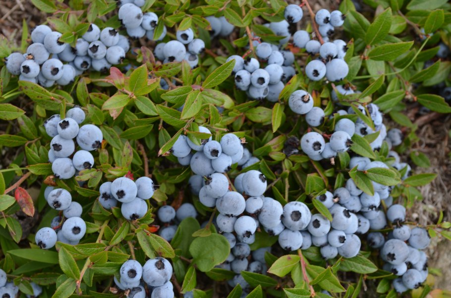 Садовая голубика