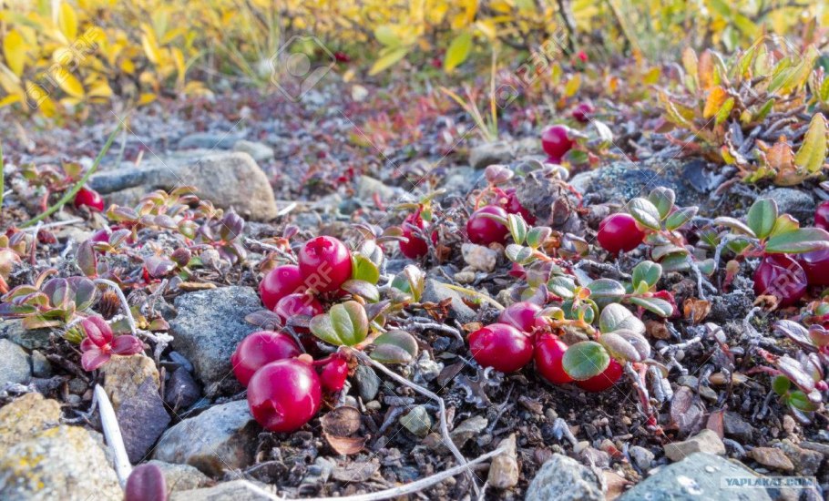 Тундровая брусника
