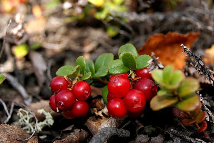 Шикша ягода