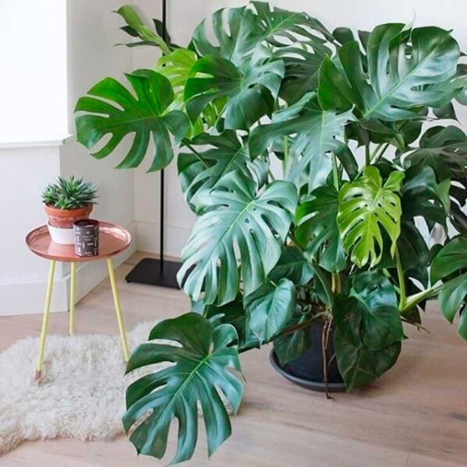 Монстера Делициоза (Monstera deliciosa)