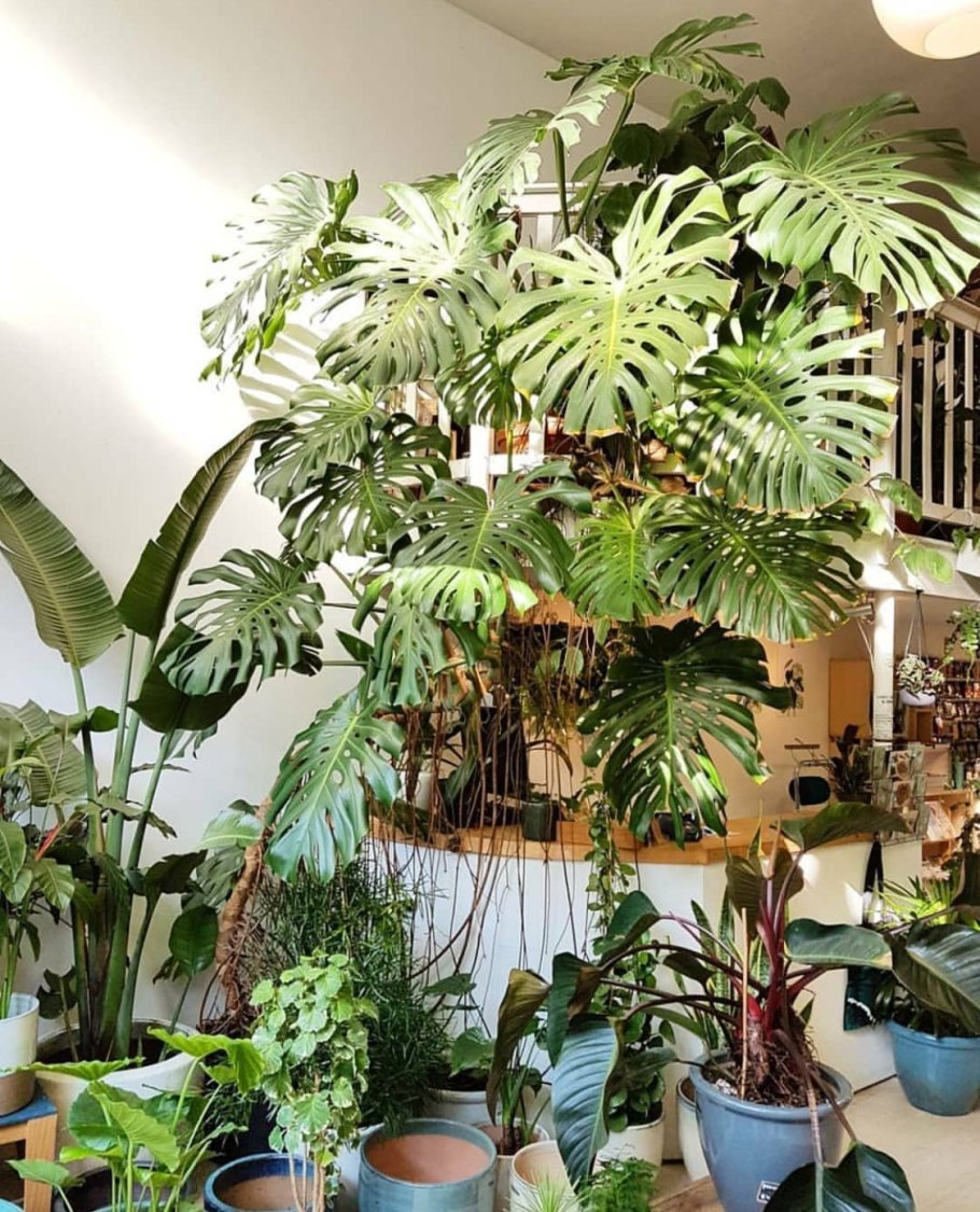 Indoor Plants монстера
