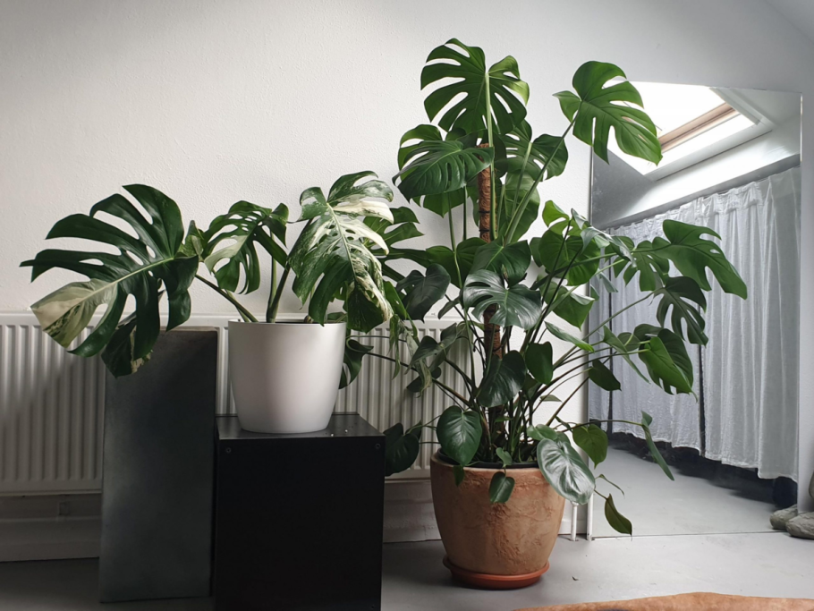 Монстера Делициоза (Monstera deliciosa)