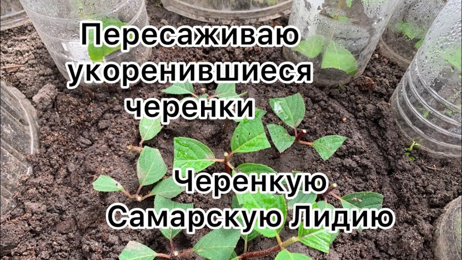Черенкуем одревесневшие черенки гортензии