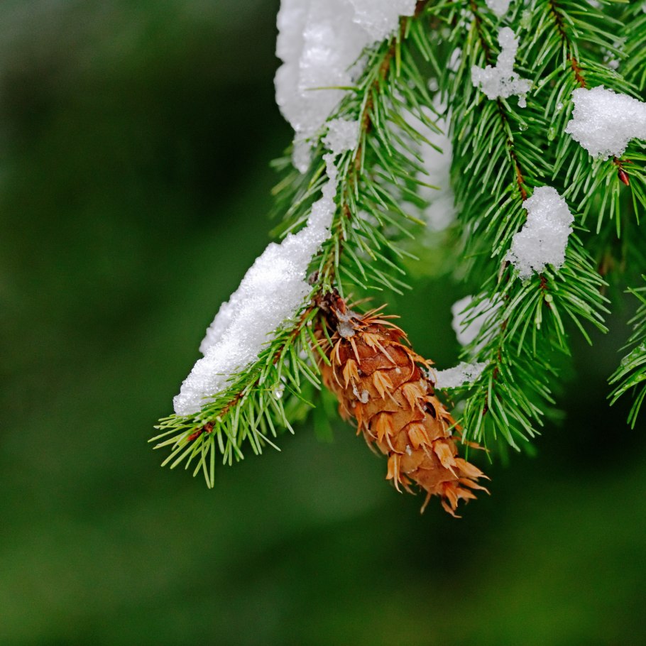 Заснеженная хвоя