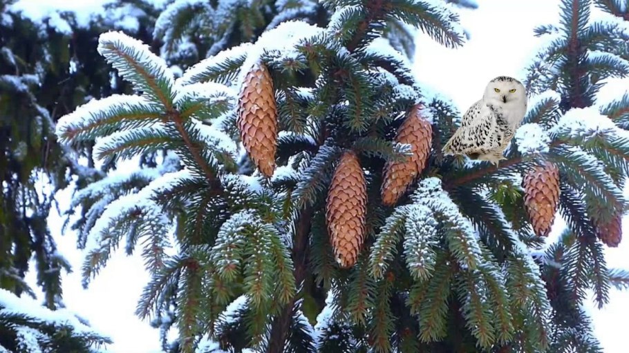 Живая елочка с шишками