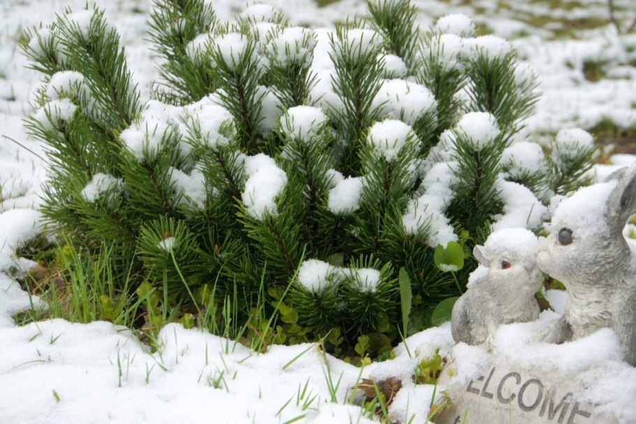 Сосна Горная Пумилио зимой