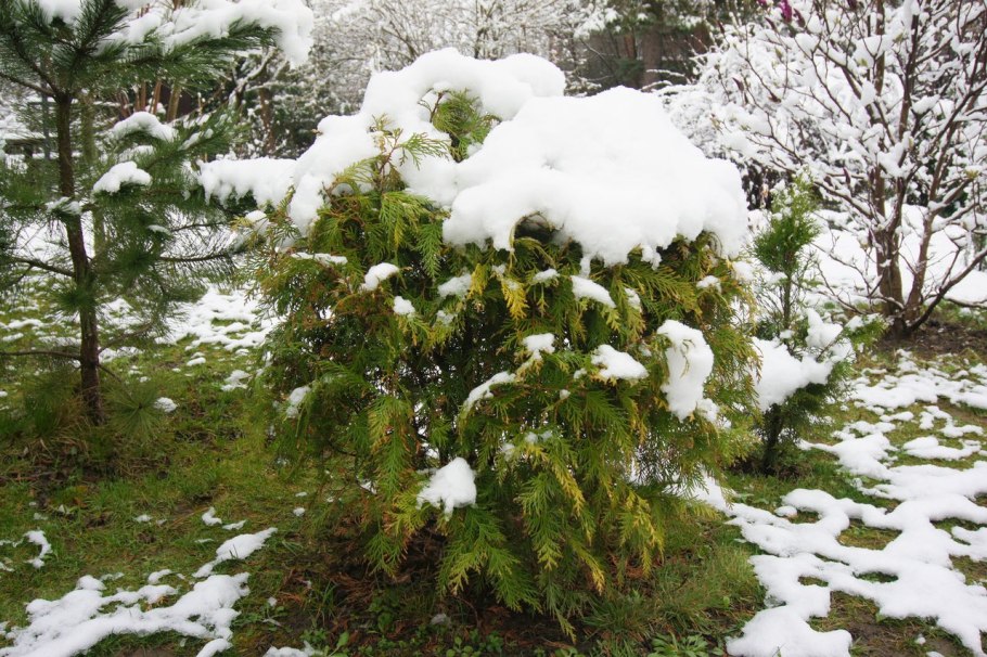 Туя Западная зимой