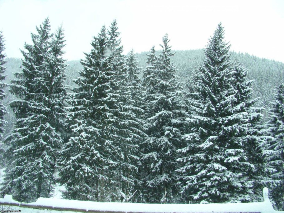 Елка пихта сосна