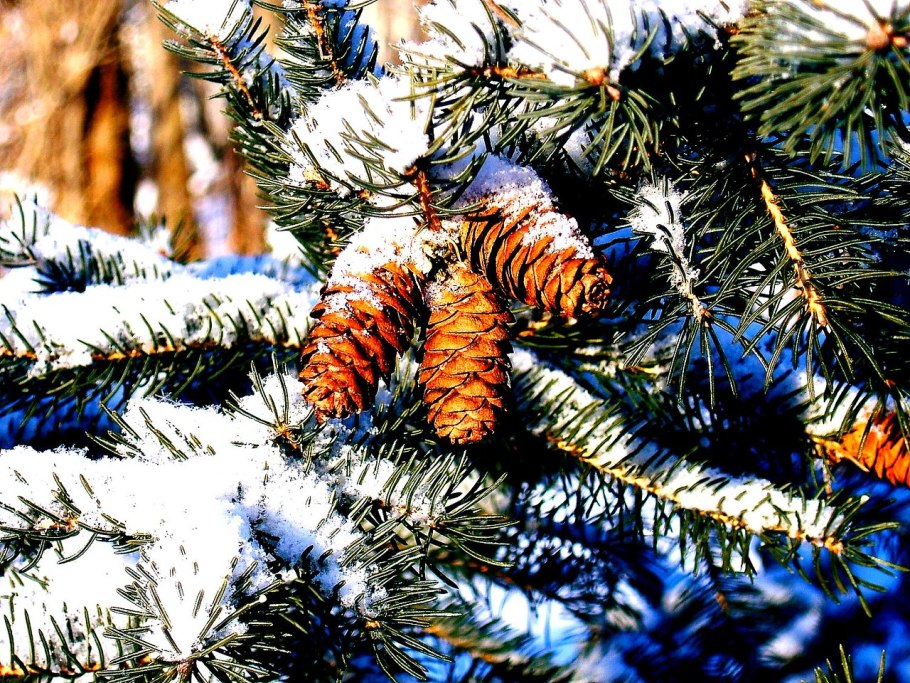 Ель с шишками в снегу