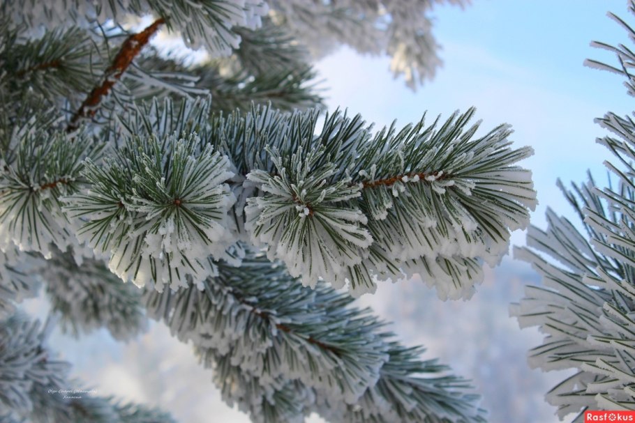 Ветка сосны в снегу