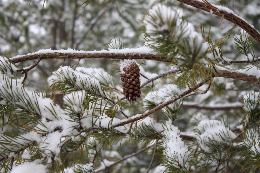 Даурская лиственница зима